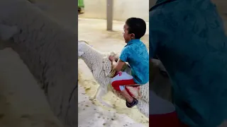 أسعار الكبش العيد لمقودين الجلفة اكسبلور سطايفي تيك توك Love ترند الكبش العيد الاضحى 