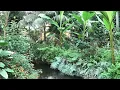 Download Lagu Tropical Jungle Paradise, Kwadendamme, the Netherlands
