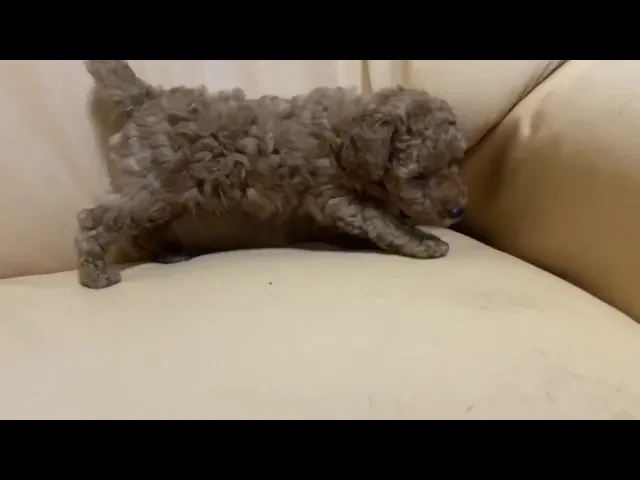動画