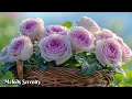 Download Lagu Music fills the body and soul with harmony🌺 I've been listening for three months now🌿 Sergey Grisc