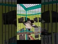 Download Lagu Suara burung kapasan kemiri jos #shorts #suaraburungkapAsan