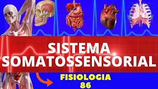 SISTEMA SOMATOSSENSORIAL (FISIOLOGIA DE GUYTON) - TATO, DOR E TEMPERATURA - NEUROFISIOLOGIA