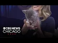 Adopt kittens through Tree House Humane Society