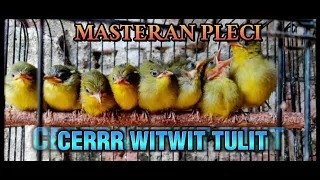 paling di cari masteran pleci nembak cerr witwit tulit tulit