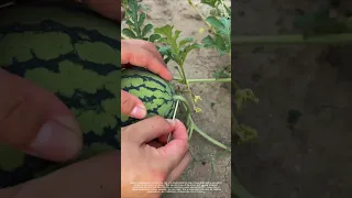 What Is The Use Of Inserting A Toothpick Into The Stem Of A Watermelon 