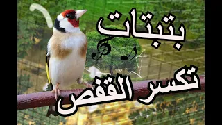 احسن بتبتة لتحفيز الحسون سوف يكسر القفص Goldfinch Hason Ma9nin Batbata Chardonner 2020 