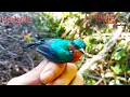 Download Lagu 🔴PIKAT KOLIBRI WULUNG atau KOLIBRI MUNCANG