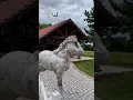 How my horse likes to greet me after work TikTok ai is curse