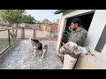 Download Lagu Masoom Se Kbooter Ko Dogs Ny Mar Dala💔