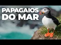 Download Lagu Um paraíso escondido entre gelo e lava
