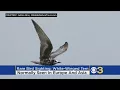 Rare Bird Pops Up At Heinz National Wildlife Refuge
