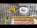 Cara Merawat Sogon Tanpa Ribet \u0026 Bikin Pusing | Pasti Rajin Bunyi 🐦