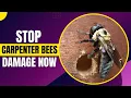 What Is the Fastest Way to Get Rid of Carpenter Bees Natural Methods