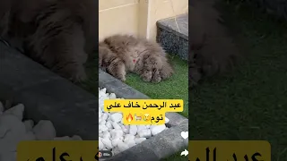 عبد الرحمن خاف علي توم عائلة ميرو اميره وعبدالرحمن عبدالرحمن اكسبلور Snapchat قطط 