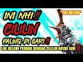 Download Lagu Masteran Cililin Premium: Suara Gacor Juara untuk Burung Lomba! #masteranburung #masteranmuraibatu