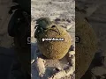 Download Lagu Dung Beetle : Earth's Tiny Eco - Warriors