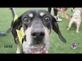 Getting the Inside scoop of local adoption center Dallas Pets Fostering