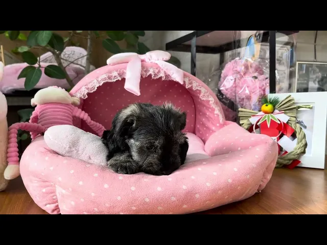 動画