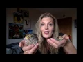 Coturnix v bobwhite quail - which should you get