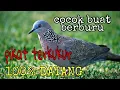 Download Lagu Suara pikat burung terkukur \\ Dekukur | Hunting babe