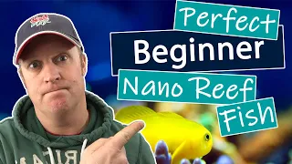 Download Best Nano Reef Fish For Beginners MP3