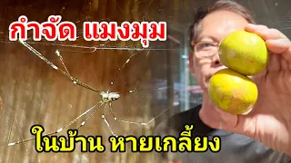 กำจัดแมงมุมในบ้านง่ายๆ!!เพียงใช้สิ่งนี้นำไปวางแมงมุมหายเกลี้ยง