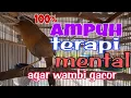 Download Lagu Hwamei wambi gacor ampuh menaikan mental dan fighter burung macet