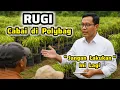 ‼️RUGI BESAR‼️Tanam Cabai Rawit Di Polybag‼️Daun Kuning + Batang Kerdil‼️Cara Budidaya Cabai Polybag