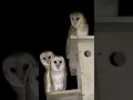 Download Lagu Charming Voice of Barn Owl | Barn Owl Calling Sounds