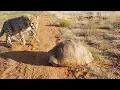 Cheetah Gets Spooked Out By Tortoise Hiding In Its Shell