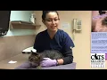 How to Administer Transdermal Medications to Your Cat