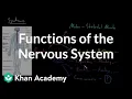 Functions of the nervous system Organ Systems MCAT Khan Academy