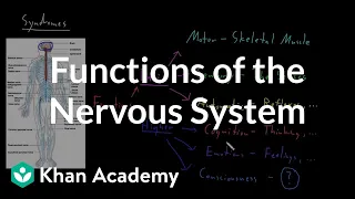 Functions of the nervous system Organ Systems MCAT Khan Academy