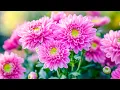 Download Lagu Zeg vaarwel tegen je zorgen door naar deze rustgevende muziek te luisteren🌿 Kalmerende melodieën