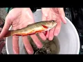 Wild Brook Trout Introduction on Passage Creek