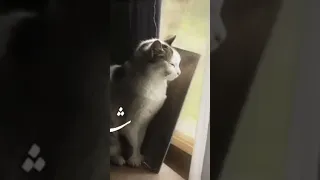 غريب لست أعرفني  غريب لست أعرفني