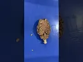 Anatomy sheep brain dissection lab part 1
