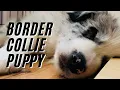 Hi I m Blue First week with Border Collie blue merle