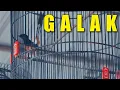 Download Lagu GALAK‼️bukannya Bunyi Malah Nyerang