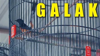 Download GALAK‼️bukannya Bunyi Malah Nyerang MP3