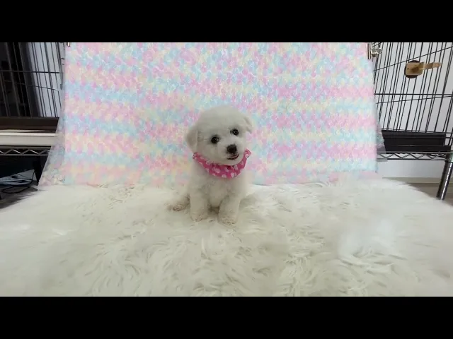 動画