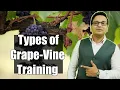 Types of Vine Training