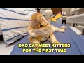 Lagu Papa kat ontmoet kittens voor het eerst