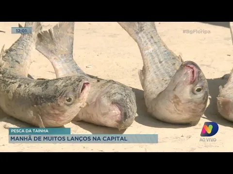 Pesca da tainha: Manhã de muitos lanços na Capital