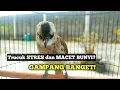 Download Lagu Pelihara Trucukan Udah berminggu2 kok gak bunyi2 ⁉️Ini penyebab dan solusinya