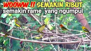 Download Suara Pikat Burung Kecil Paling Ribut DIYOUTUBE😄 MP3