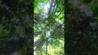 Sounds of the Jungle #1