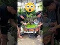Download Lagu Orang Orang Ini Terkejut Melihat Kolam Ikannya Menjadi Sangat Buruk ‼️😱#shorts