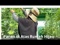 Download Lagu Panen di Kebun Atap Rumah  Sayur Organik @EndaiPurnawan