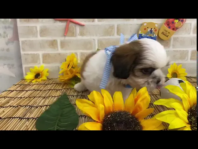 動画